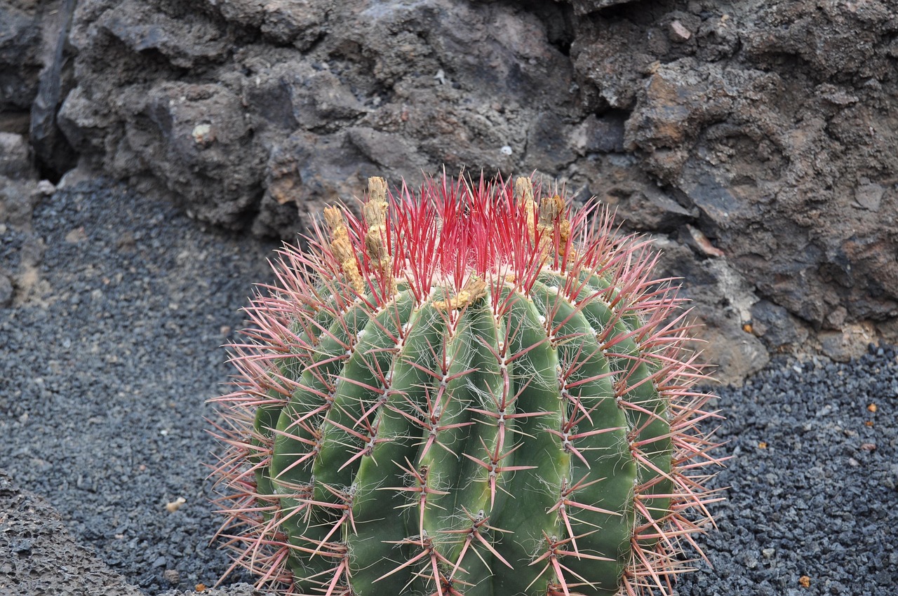 Buche jetzt Deine Reise im 5 Sterne-Hotel nach Lanzarote*