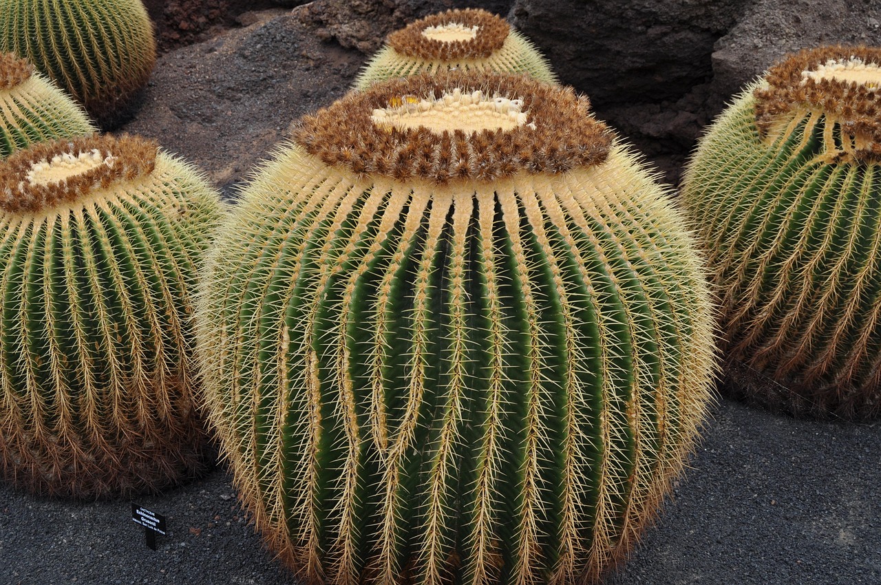 Buche jetzt Deine Reise ab Düsseldorf nach Lanzarote*