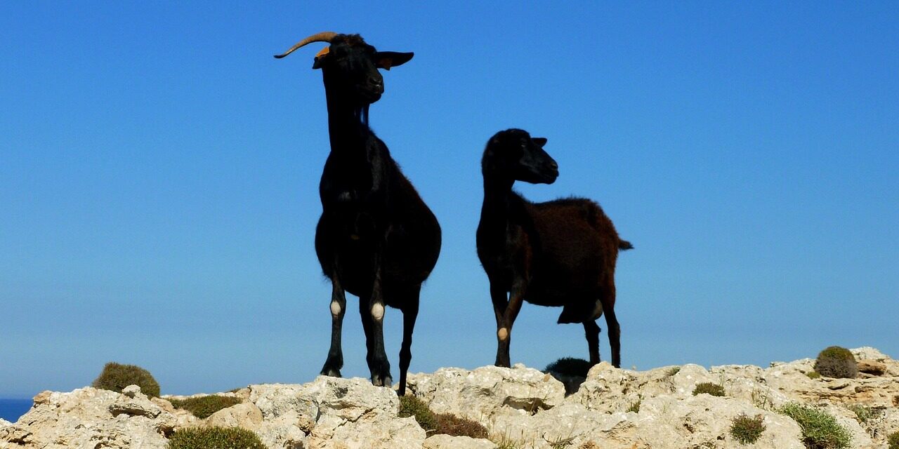 cairomoon-billy-goat-1572334_1280