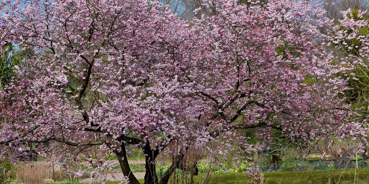 nennieinszweidrei-prunus-7862465_1280
